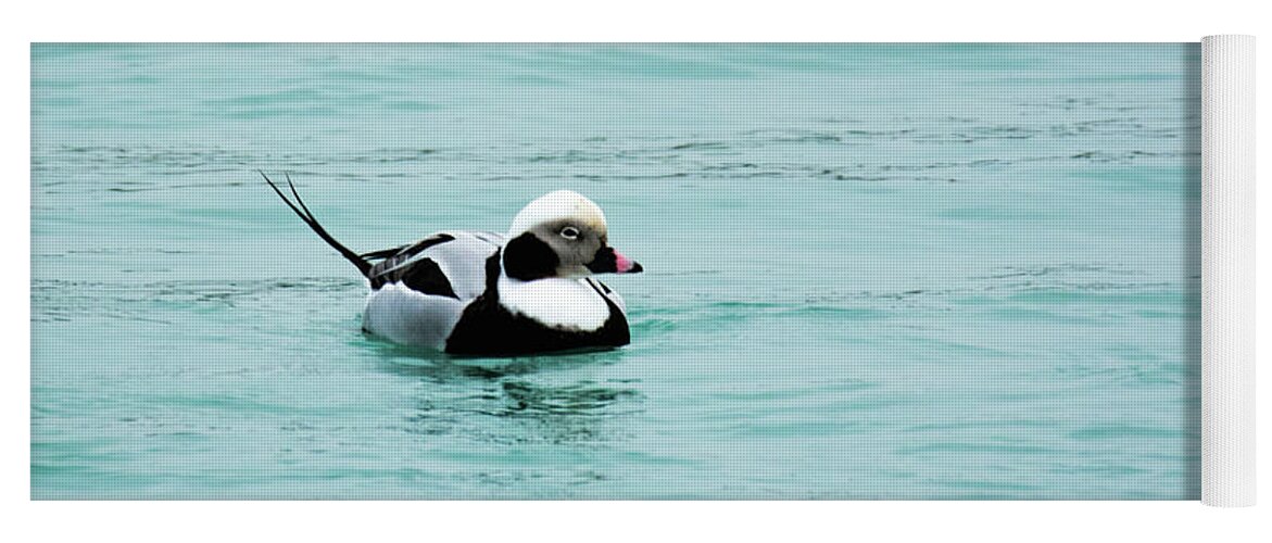 Long Tailed Duck Yoga Mat featuring the photograph Long Tailed Duck by Randy J Heath