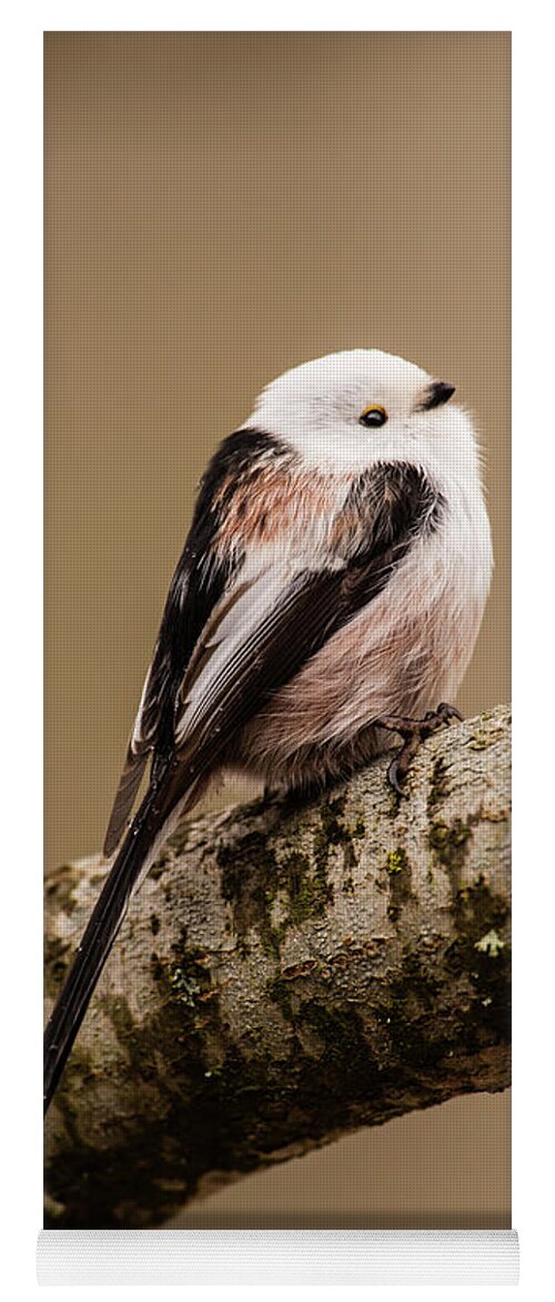 Long-tailed Tit Yoga Mat featuring the photograph Long-tailed tit on the oak branch by Torbjorn Swenelius