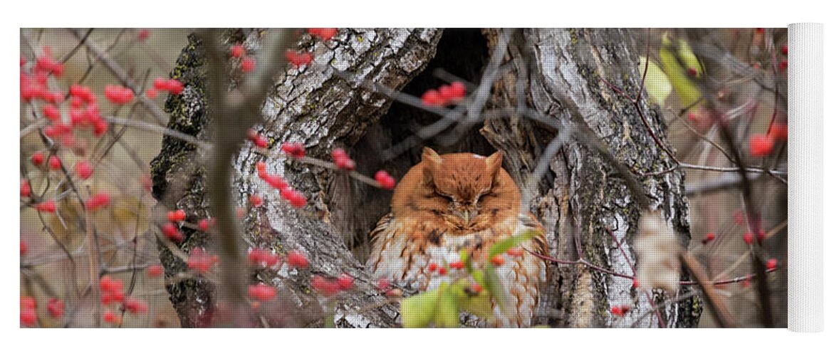 Owl Yoga Mat featuring the photograph Long Winter's Nap... by Holly Ross