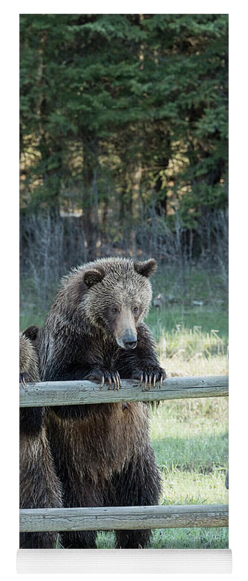 Bears Yoga Mat featuring the photograph Looking At You by Sandra Bronstein