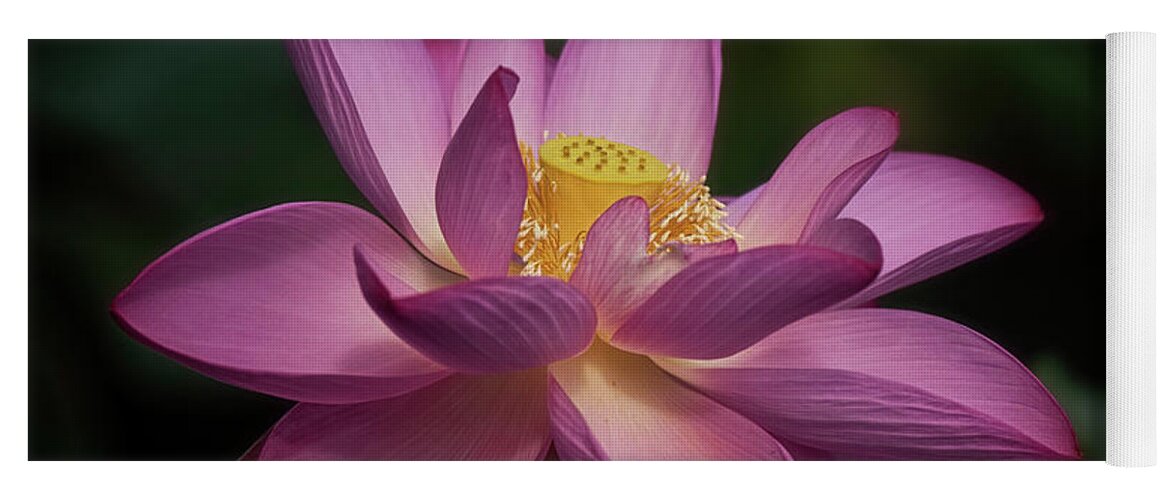 Lotus Yoga Mat featuring the photograph Lotus Bloom by Erika Fawcett