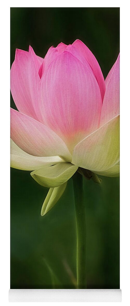 Floral Yoga Mat featuring the photograph Lotus Blossom by Erika Fawcett