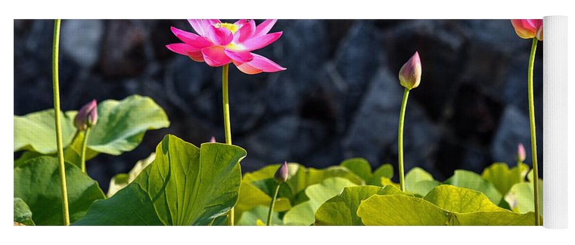 Carol R Montoya Yoga Mat featuring the photograph Lotus Wall by Carol Montoya