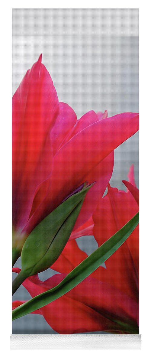 Tulips Yoga Mat featuring the photograph Love by Rona Black