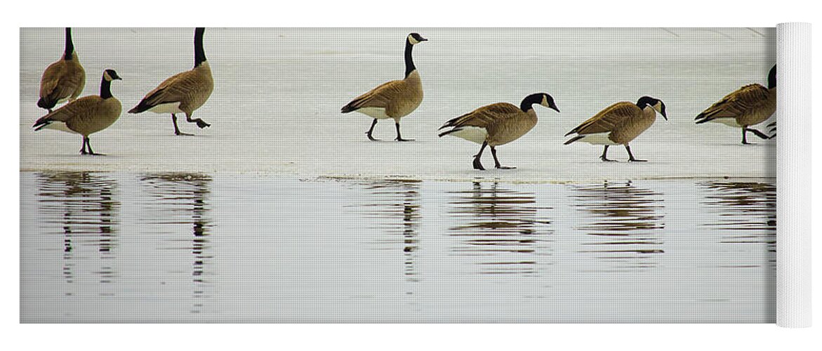 Canadian Geese Yoga Mat featuring the photograph Lovely Day for a Stroll by Penny Meyers