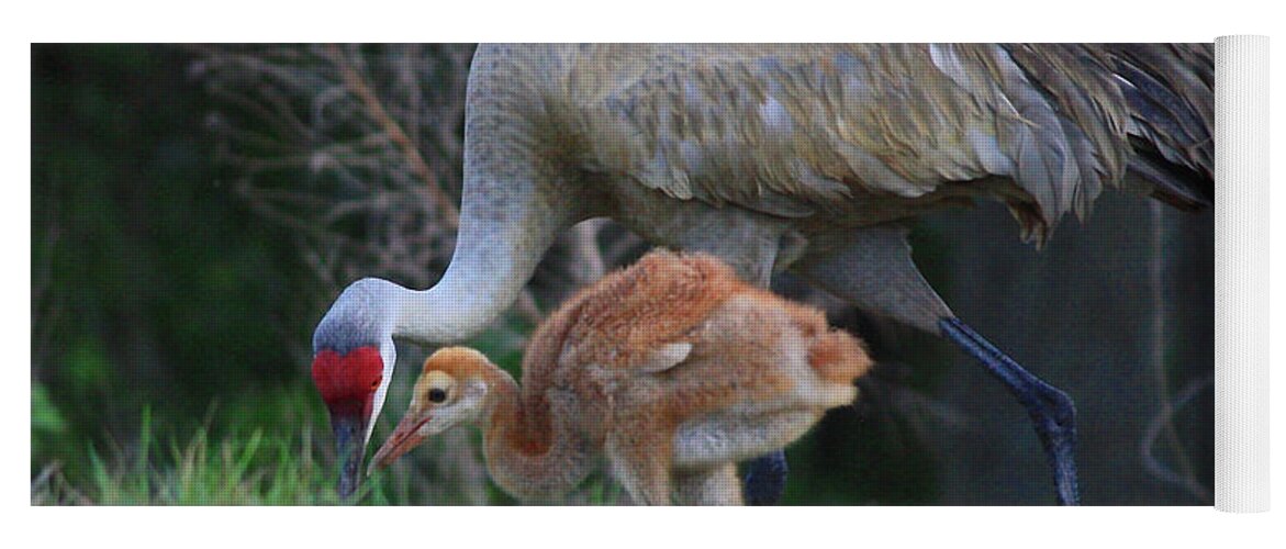 Sandhill Cranes Yoga Mat featuring the photograph Loving Sandhill with Colt by Carol Groenen