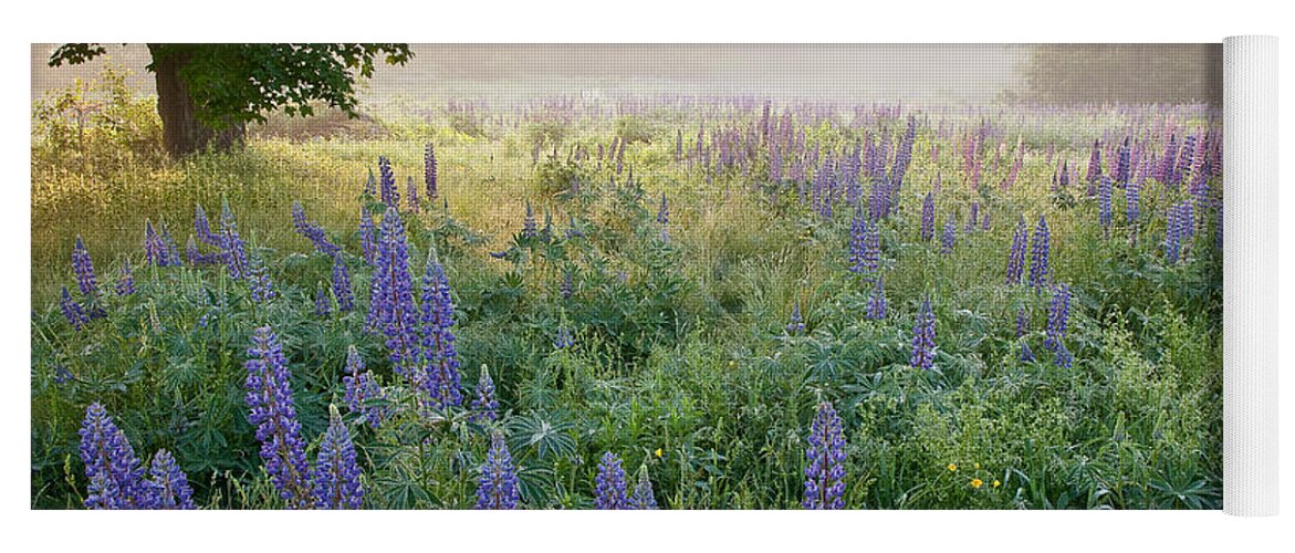 Fields Of Lupine Festival Yoga Mat featuring the photograph Lupine Field by Susan Cole Kelly