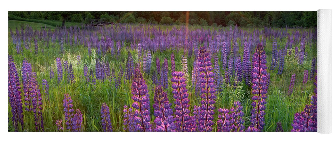 Square Yoga Mat featuring the photograph Lupine Lumination Square by Bill Wakeley