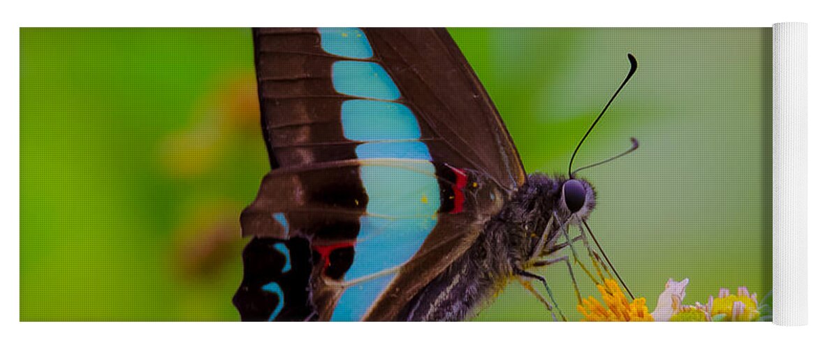 Blue Triangle Yoga Mat featuring the photograph Macro Blue Triangle Butterfly on Okuma by Jeff at JSJ Photography