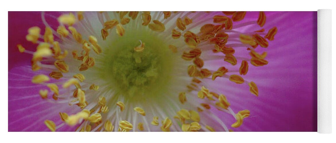  Yoga Mat featuring the photograph Macro Rosehip Bloom by Stephen Melia