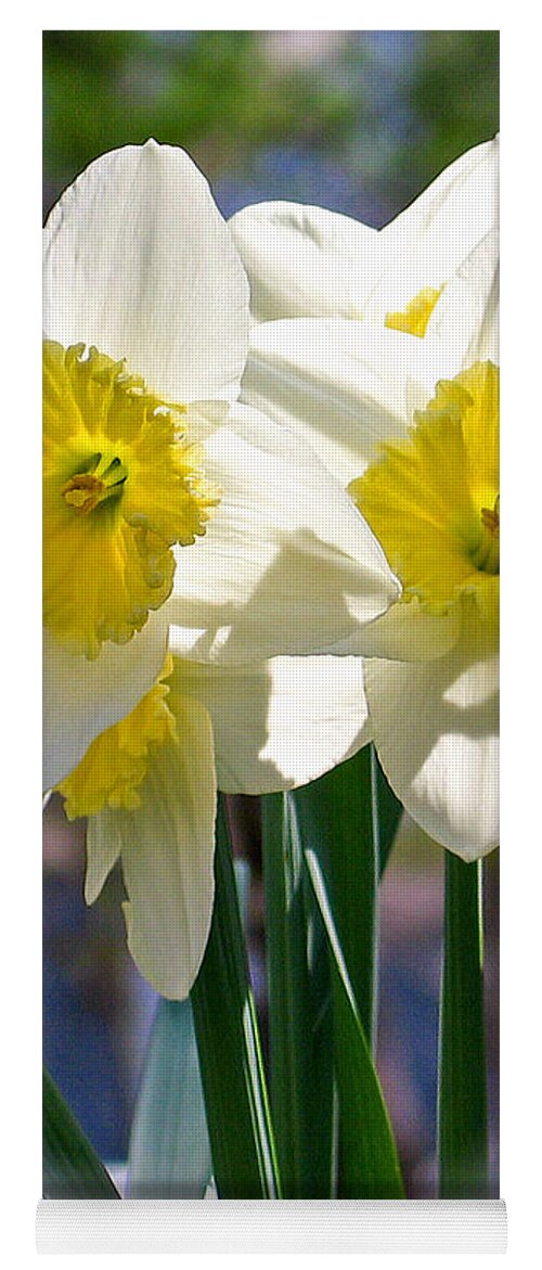 Photographic Art Yoga Mat featuring the photograph Magic Daffodils by Rick Locke - Out of the Corner of My Eye