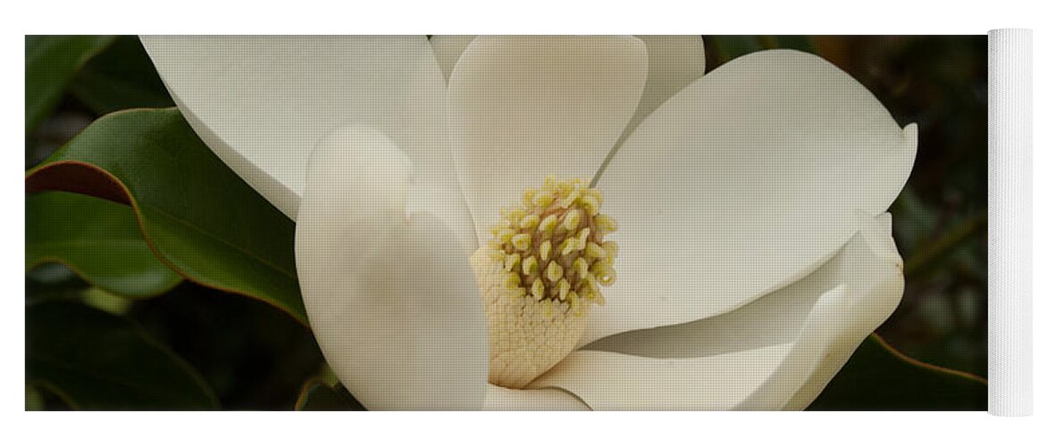 Flower Yoga Mat featuring the photograph Southern Magnolia Bloom by Pamela Williams