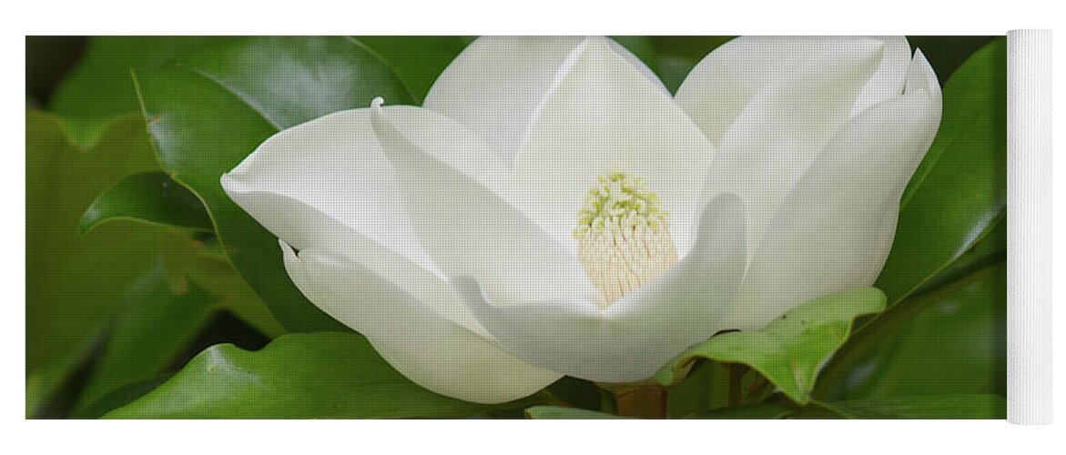 Magnolia Yoga Mat featuring the photograph Magnolia Blossom by Paul Rebmann