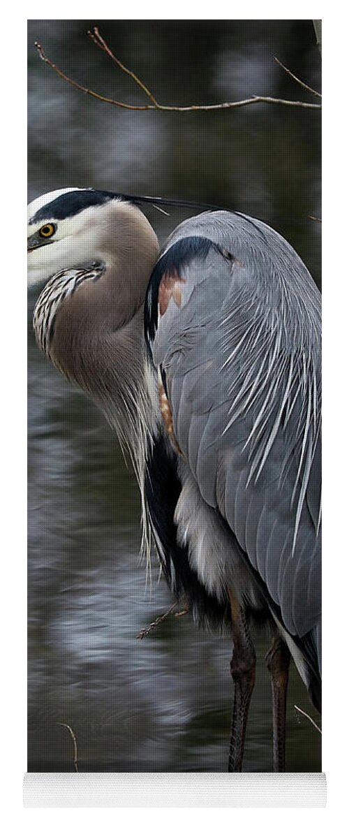 Great Blue Heron Yoga Mat featuring the photograph Majestic Great Blue Heron by Doris Potter