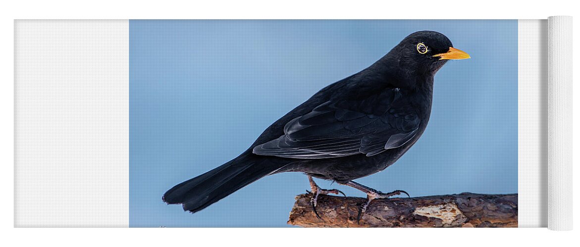 Blackbird Yoga Mat featuring the photograph Male blackbird perching on a pine branch in profile by Torbjorn Swenelius
