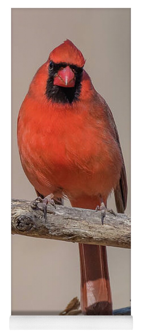 Ashland Nature Center Yoga Mat featuring the photograph Male Cardinal Front View by Gary E Snyder