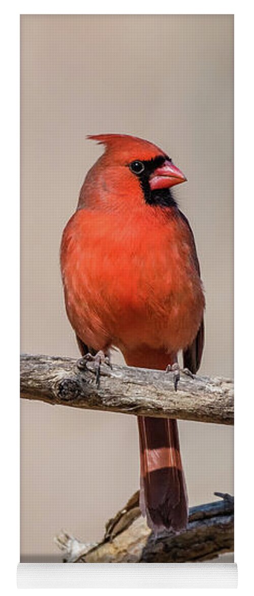 Ashland Nature Center Yoga Mat featuring the photograph Male Cardinal by Gary E Snyder