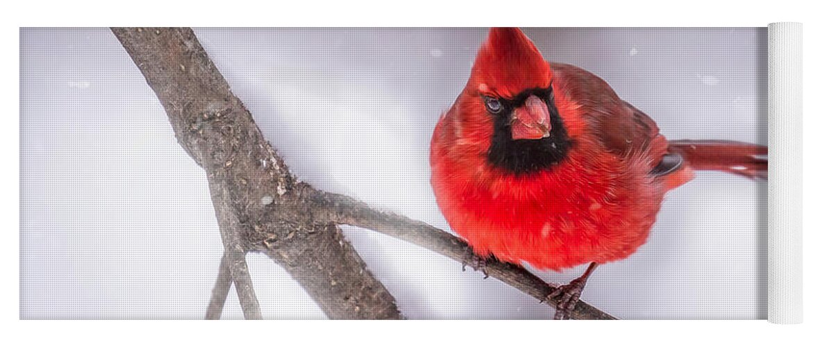 Animals Yoga Mat featuring the photograph Male Cardinal in Snow by Rikk Flohr