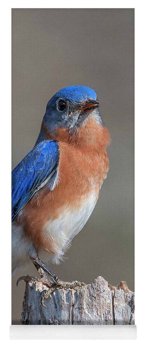 Nature Yoga Mat featuring the photograph Male Eastern Bluebird Singing DSB0288 by Gerry Gantt