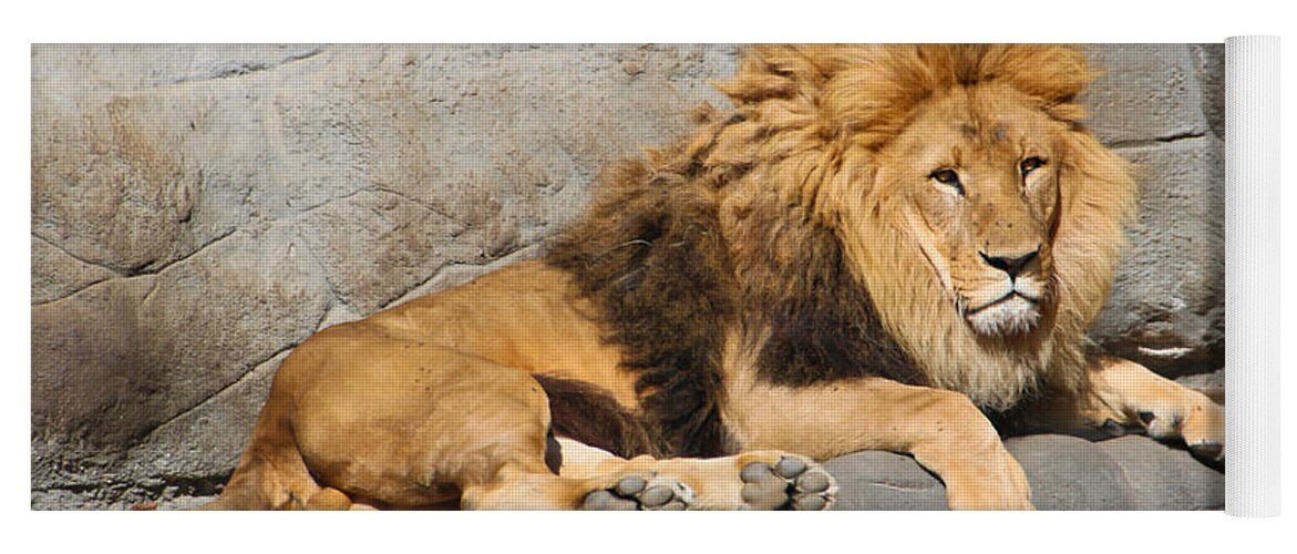 Adult Yoga Mat featuring the photograph Male Lion by Amanda Mohler