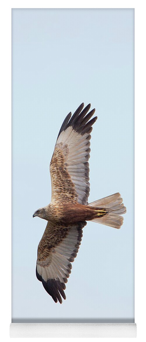 Marsh Yoga Mat featuring the photograph Male Marsh Harrier by Pete Walkden