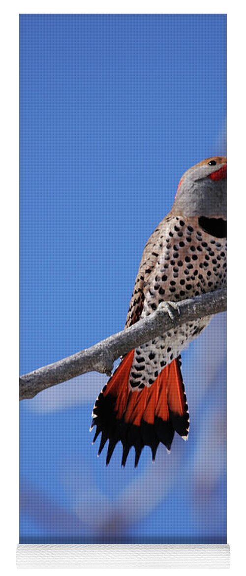 Male Red Shafted Northern Flicker Yoga Mat featuring the photograph Male Red Shafted Northern Flicker by Alyce Taylor