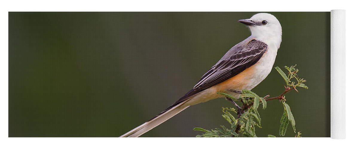 Dave Welling Yoga Mat featuring the photograph Male Scissor-tail Flycatcher Tyrannus Forficatus Wild Texas by Dave Welling