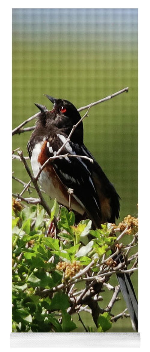 Male Spotted Towhee Yoga Mat featuring the photograph Male Spotted Towhee by Alyce Taylor