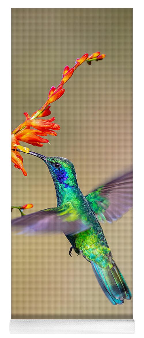 Costa Rica Yoga Mat featuring the photograph Male Green Violetear Hummingbird by Fred J Lord