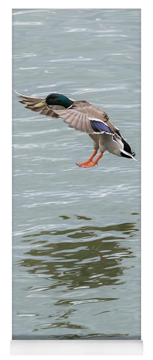 Mallard Yoga Mat featuring the photograph Mallard Drake Coming In For A Landing On The Ohio by Holden The Moment