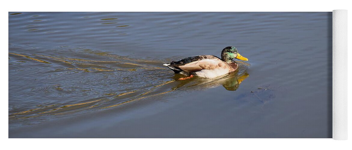 Animal Yoga Mat featuring the photograph Mallard Duck Burgess Res CO by Margarethe Binkley