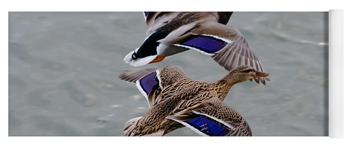 Mallards Yoga Mat featuring the photograph Mallards in Flight by Holden The Moment