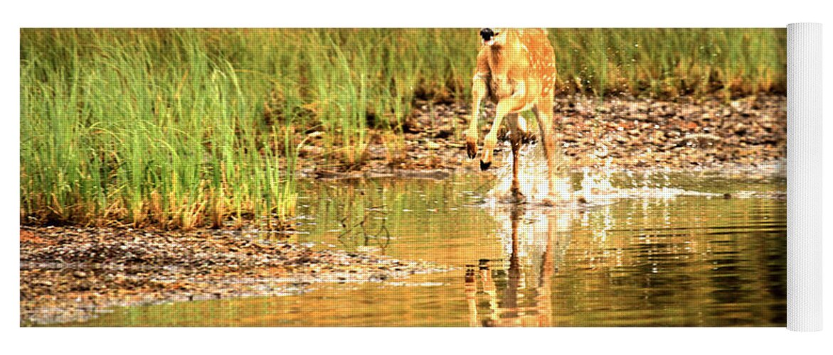 Deer Yoga Mat featuring the photograph Junior Dashing Through The Water by Adam Jewell