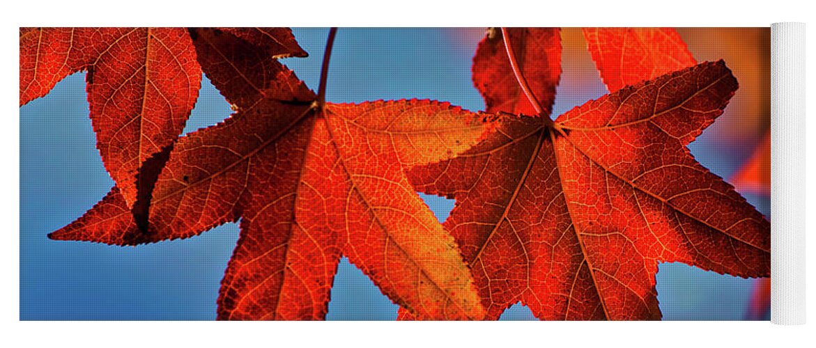 Foliage Yoga Mat featuring the photograph Maple Leaves in the Fall by Stephen Anderson