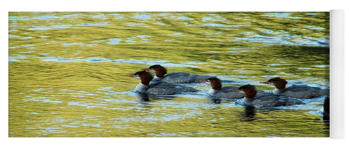 Duck Yoga Mat featuring the photograph March Of The Mergansers by Donna Blackhall