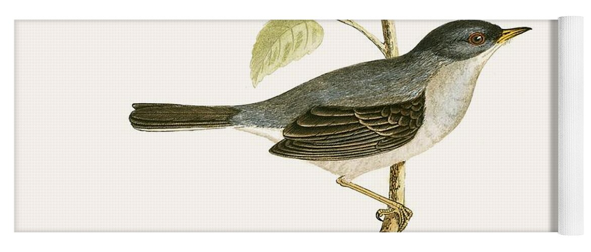 Bird Yoga Mat featuring the painting Marmora's Warbler by English School