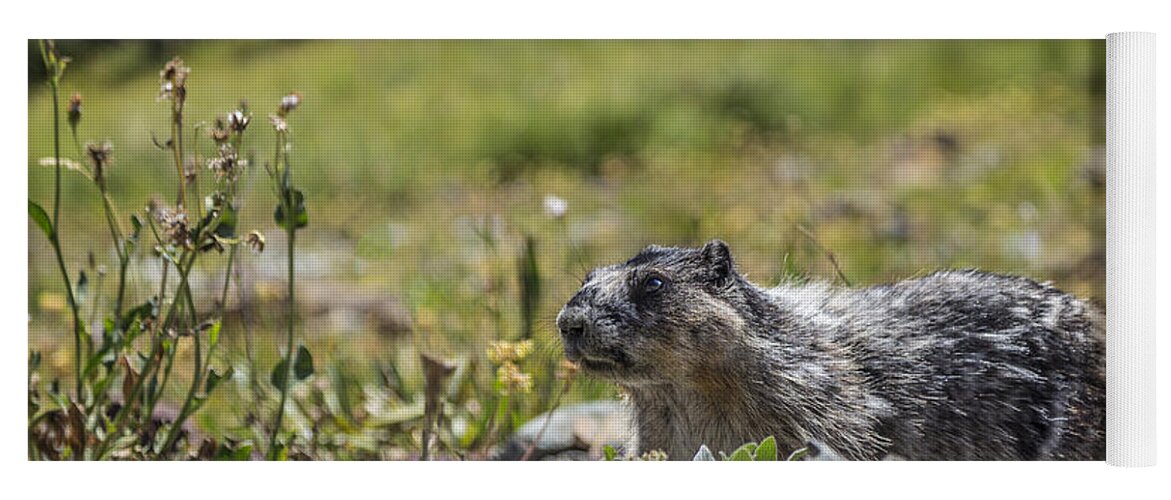 Marmot In Glacier Np Yoga Mat featuring the photograph Marmot in Glacier NP by Jemmy Archer