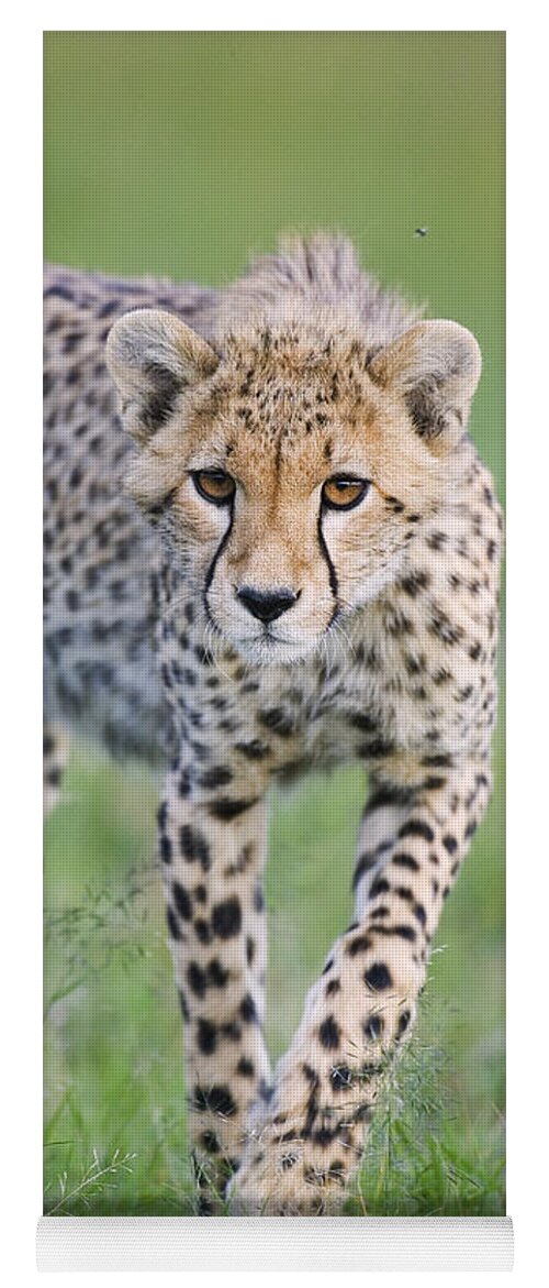 00761688 Yoga Mat featuring the photograph Masai Mara Cheetah Cub by Suzi Eszterhas