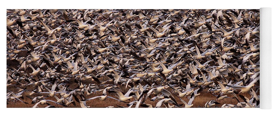 Snow Geese Yoga Mat featuring the photograph Mass Exodus by Leda Robertson