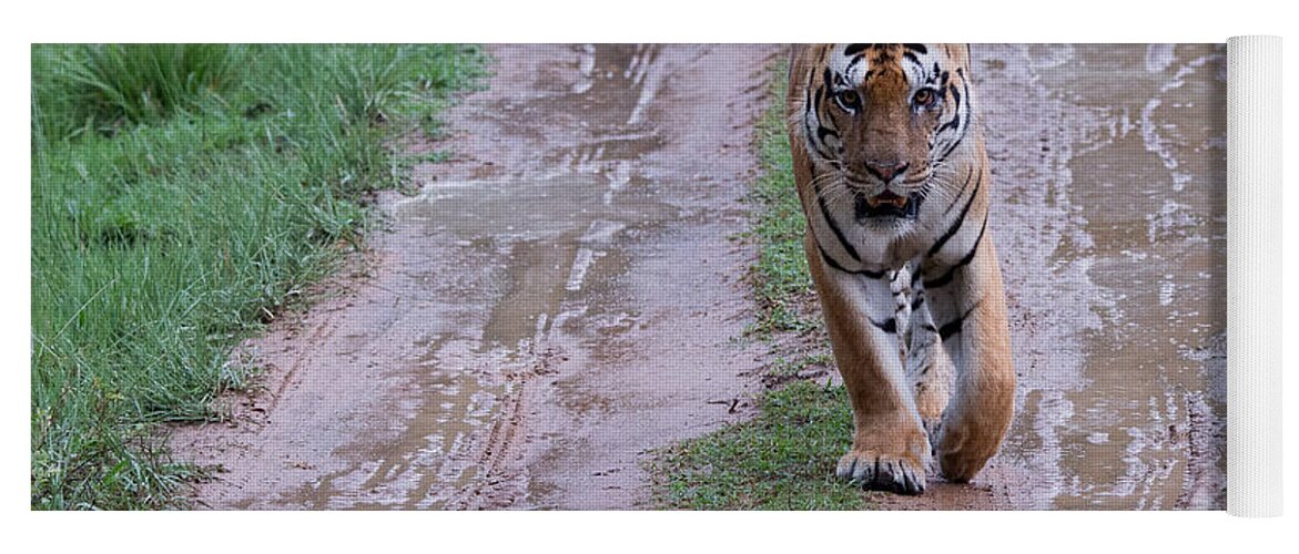 Tiger Yoga Mat featuring the photograph Face to Face with a Tiger One Rainy Afternoon by Fotosas Photography