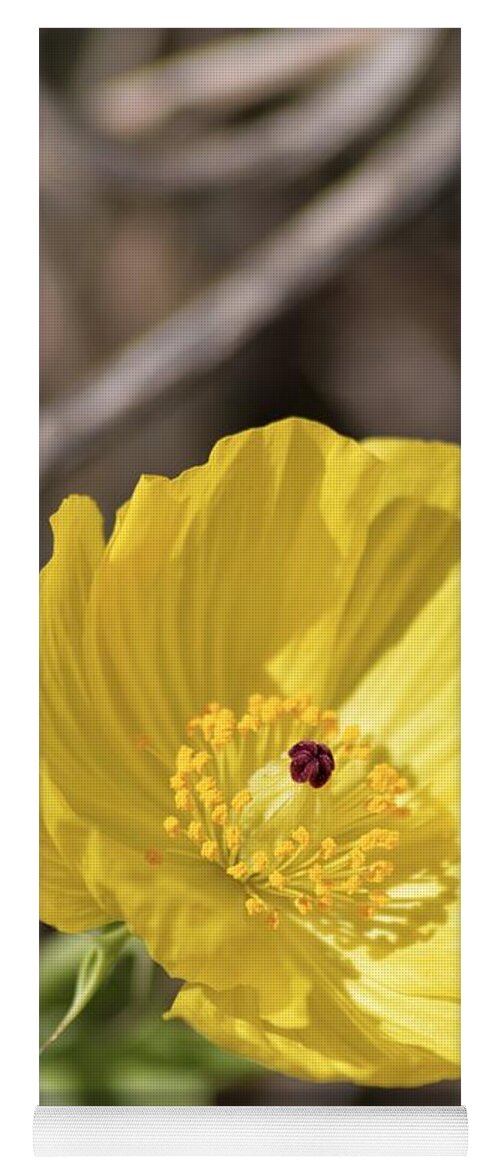 Mexican Poppy Light Yoga Mat featuring the photograph Mexican Poppy Light by Warren Thompson