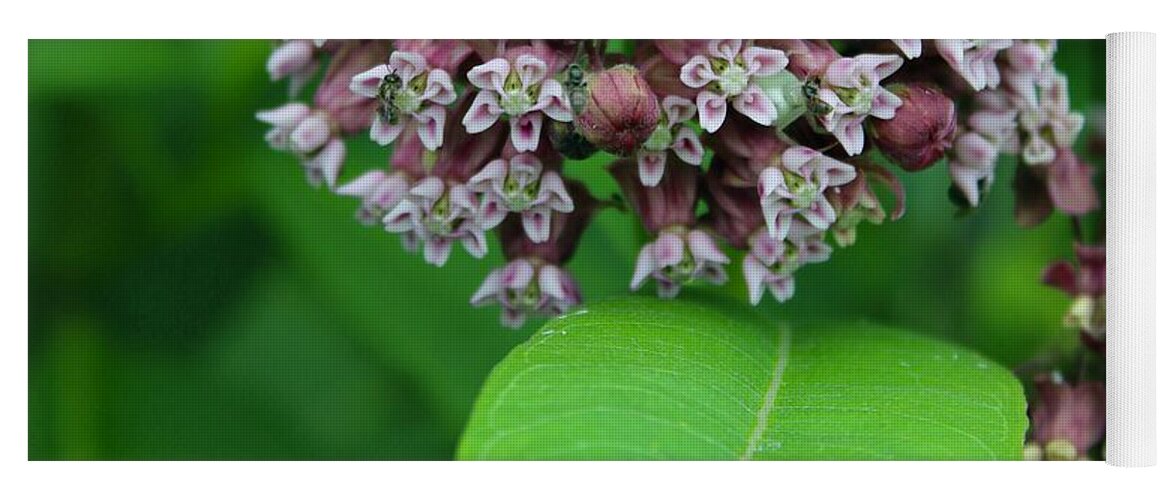 Photograph Yoga Mat featuring the photograph Milkweed in Bloom on the Blue Ridge by M E