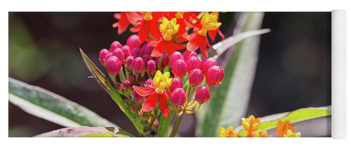 Asclepias Curassavica Silky Deep Red Yoga Mat featuring the photograph Milkweed Silky Deep Red by Louise Heusinkveld