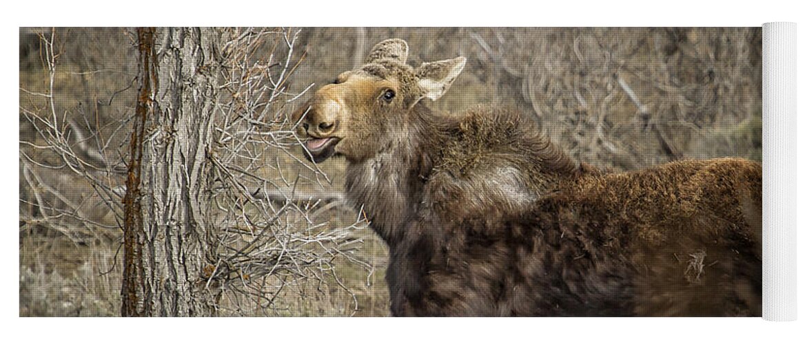 Moose Yoga Mat featuring the photograph Mmm mmm Good by Belinda Greb
