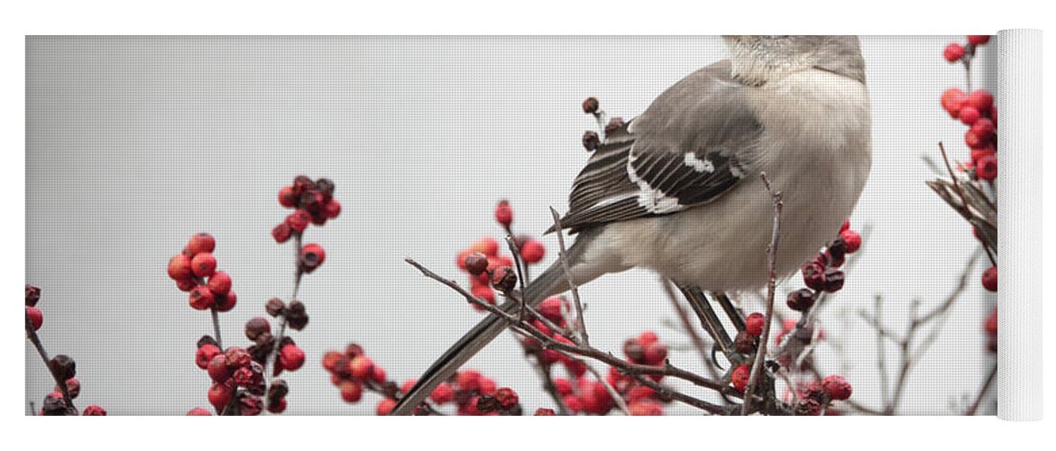 Winter Yoga Mat featuring the photograph Mockingbird and Berries by Jack Nevitt