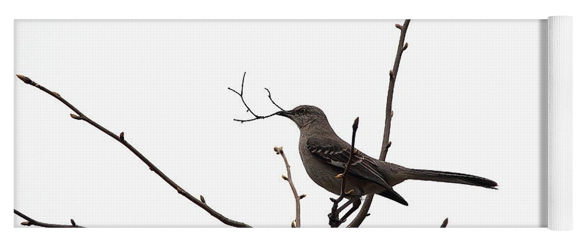 Bird Yoga Mat featuring the photograph Mockingbird With Twig by Allen Nice-Webb