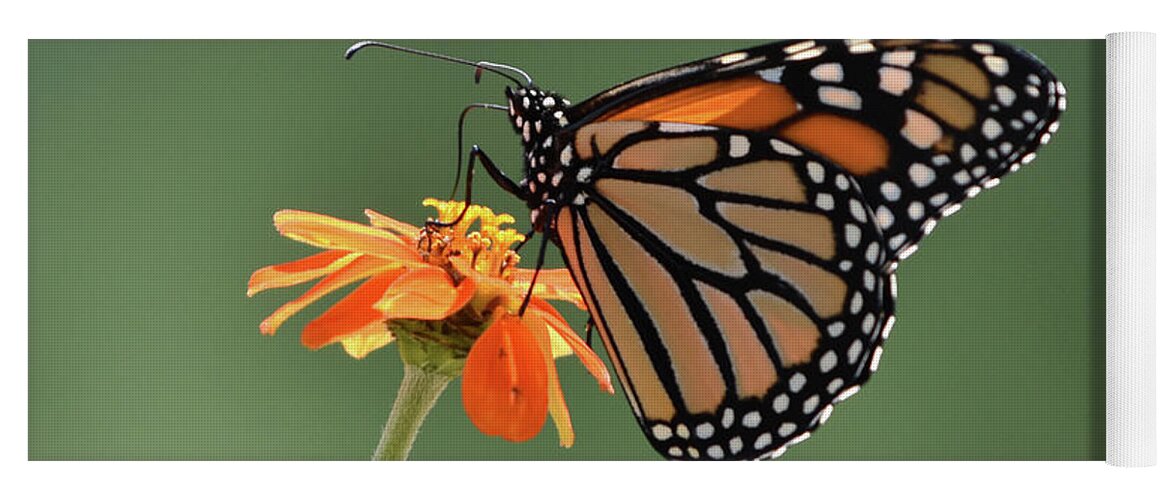 Monarch Yoga Mat featuring the photograph Monarch by Ben Foster