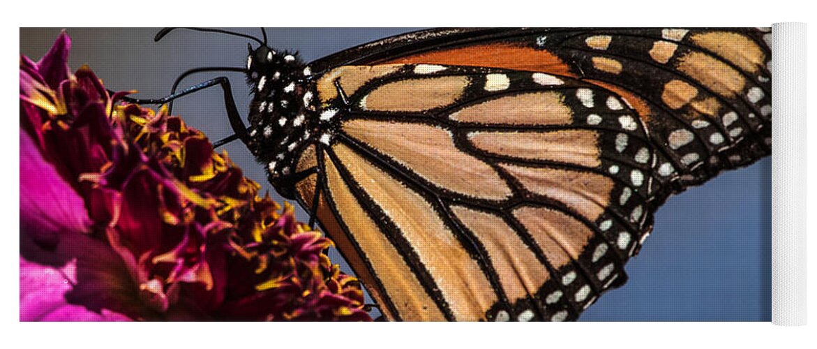 Monarch Yoga Mat featuring the photograph Monarch Butterfly on Pink Dahlia by Dawn Key