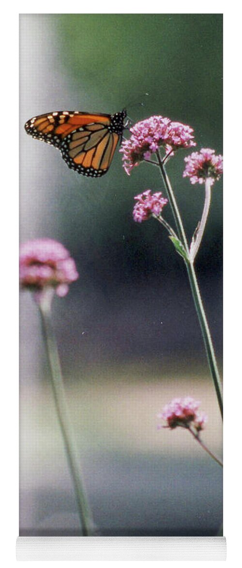 Monarch Yoga Mat featuring the photograph Monarch No. 7-1 by Sandy Taylor