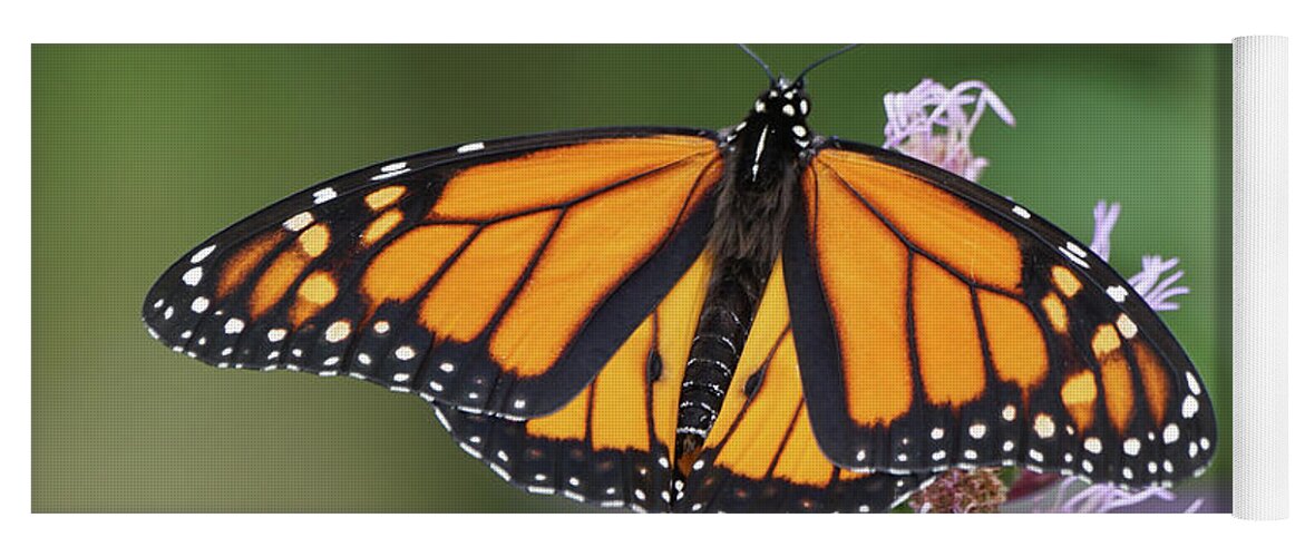 Monarch Butterfly Yoga Mat featuring the photograph Monarch on Spiked Blazing Star by Robert E Alter Reflections of Infinity